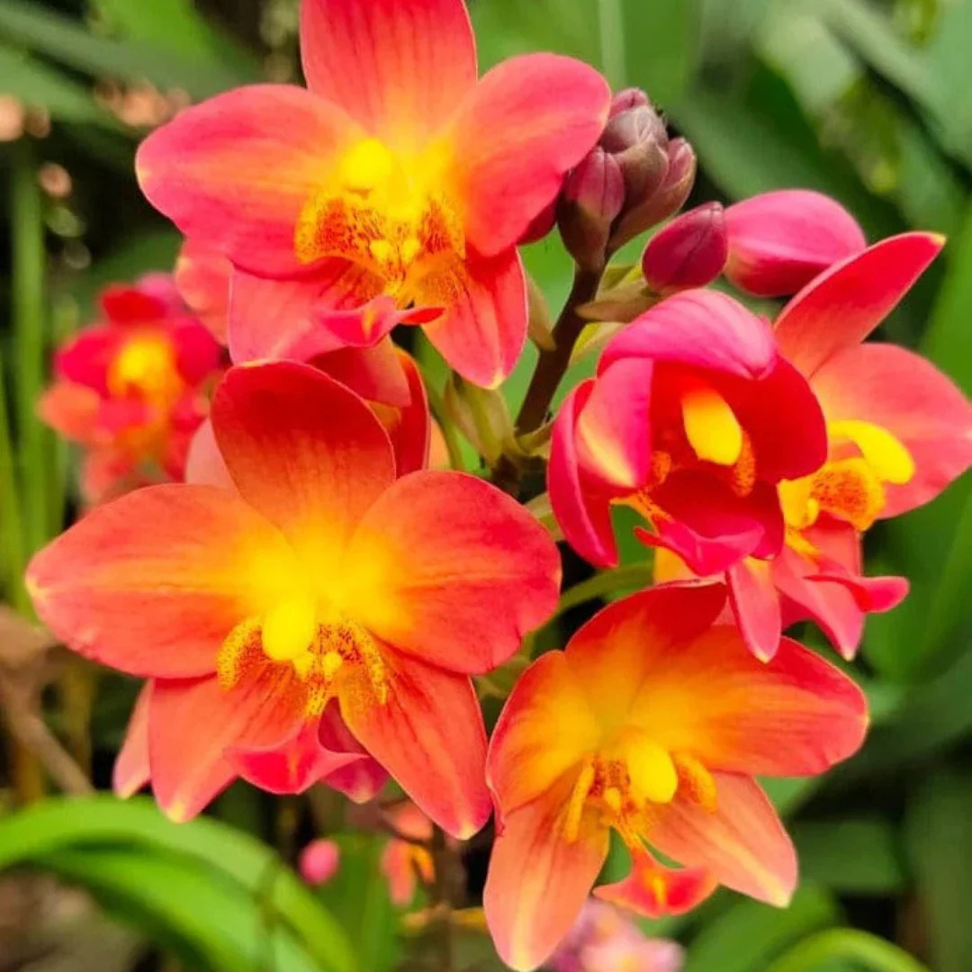 orchid plant in india Buy Dendrobium Orchid