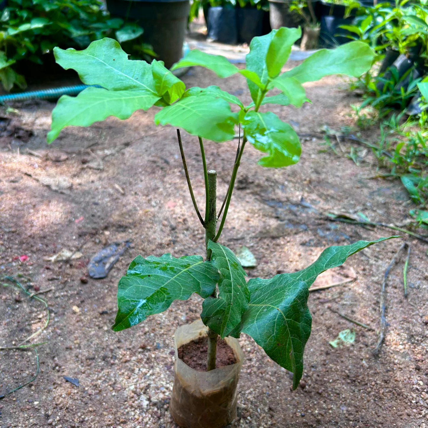Bush Purple Wreath, Sandpaper Rare Flowering Live Plant