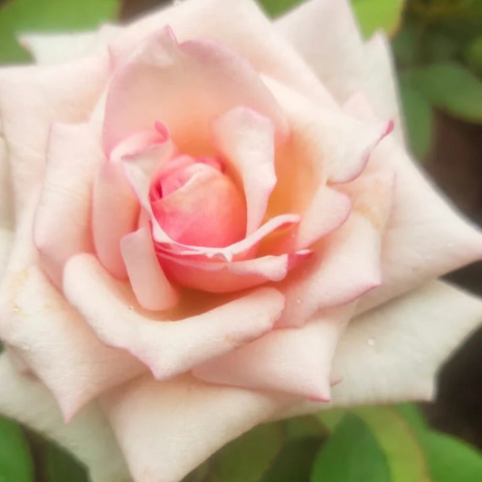 7 Days Rose Live Plant - Pink