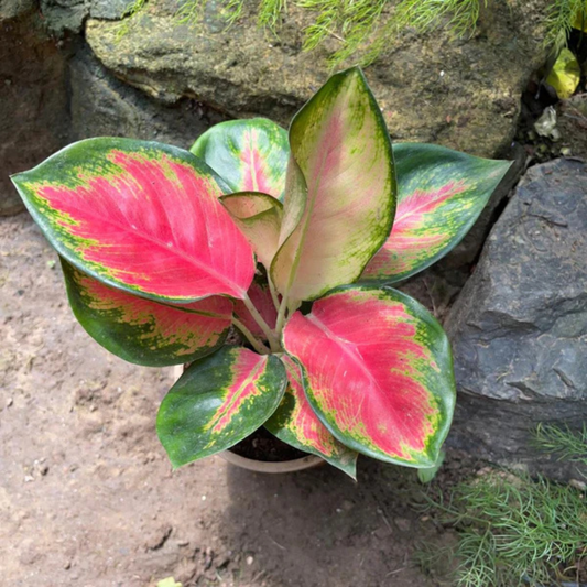 Aglaonema Red Desire Indoor/Outdoor Plant