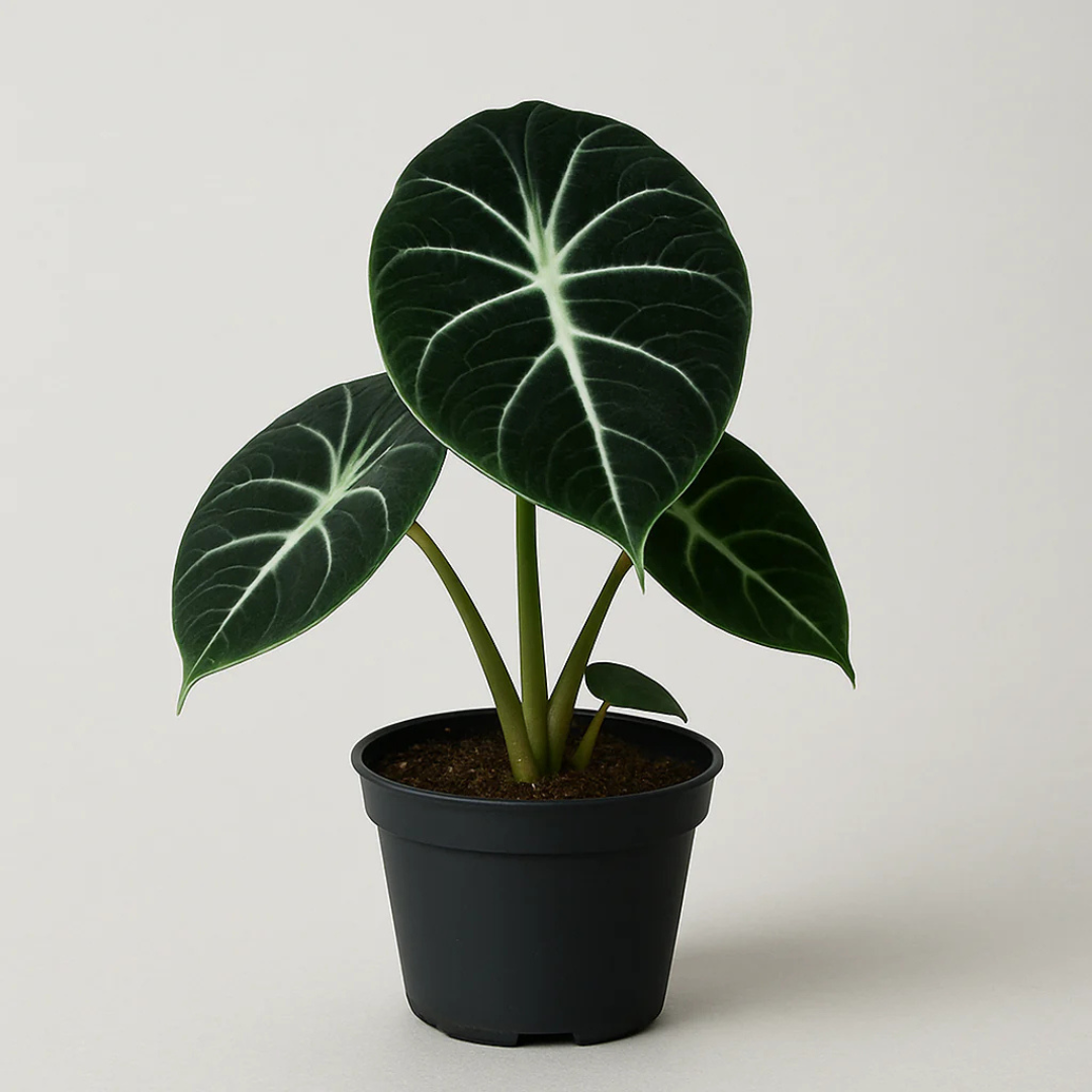 Alocasia Reginula (Black Velvet) Indoor / Outdoor Live Plant