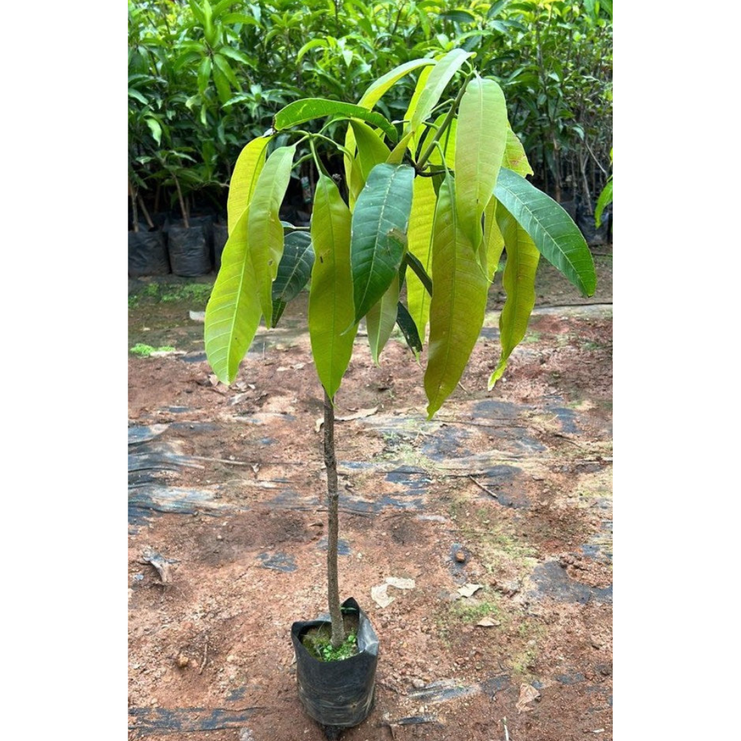 Alphonso Mango Grafted Live Plant