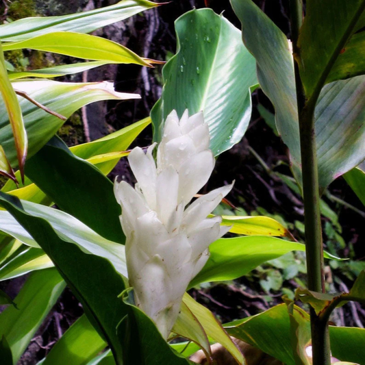 Alpinia Ginger White Flowering Live Plant