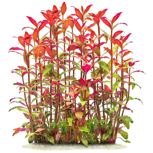Alternanthera Reineckii Live Aquarium Plant