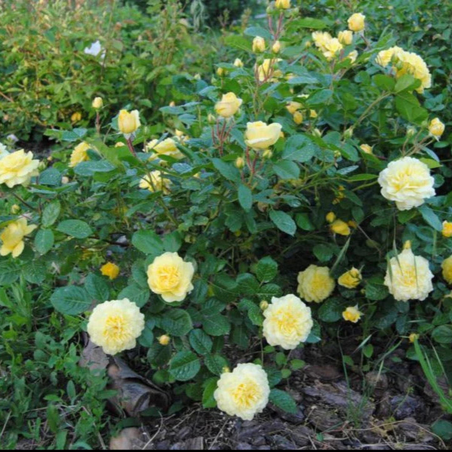 Anny Duperey Yellow Rose Flowering Grafted Live Plant