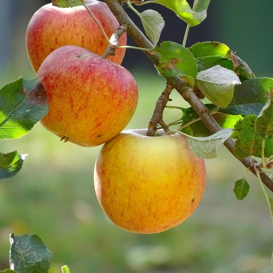Apple Harman 99 Tropical Grafted Fruit Plant