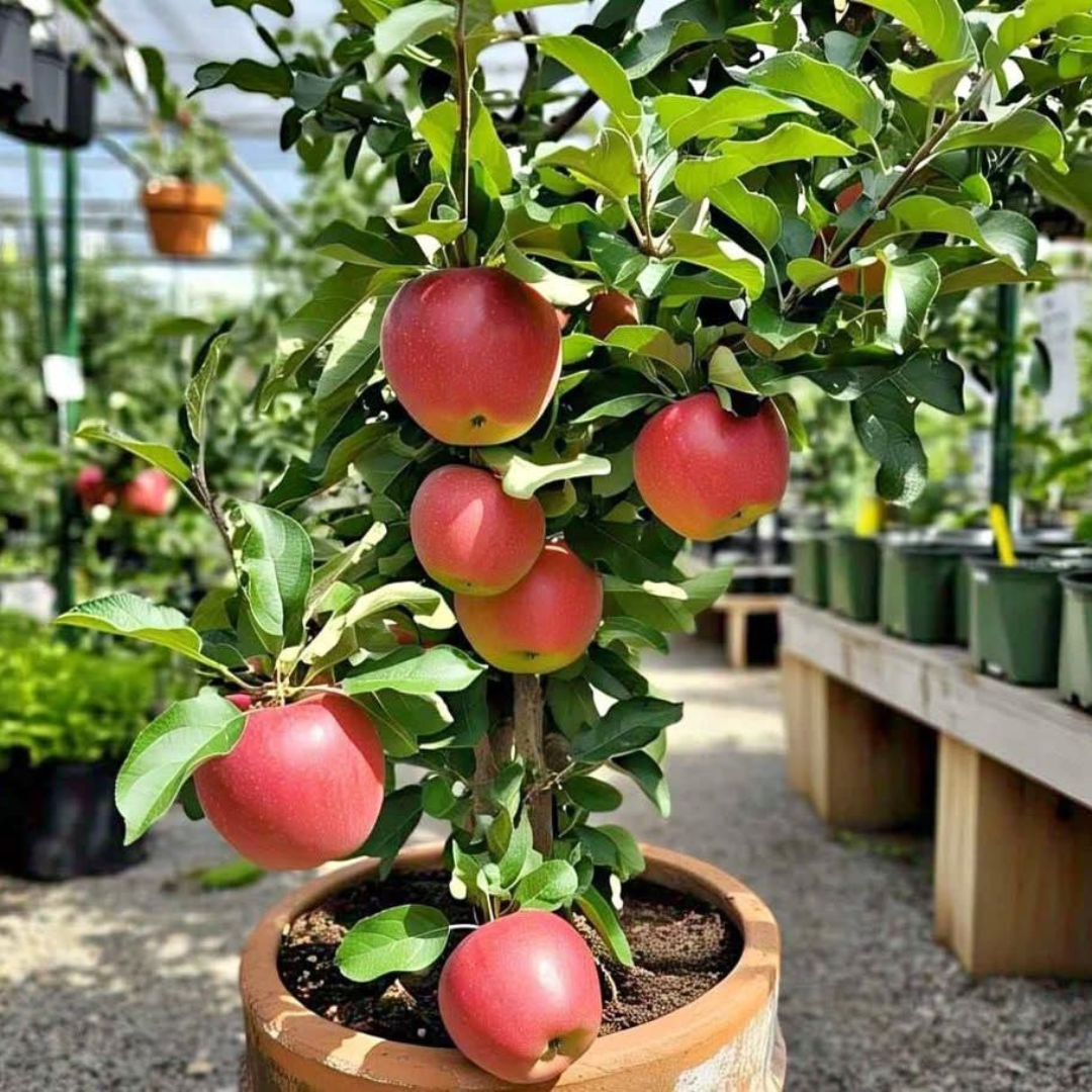Apple Harman 99 Tropical Grafted Fruit Plant