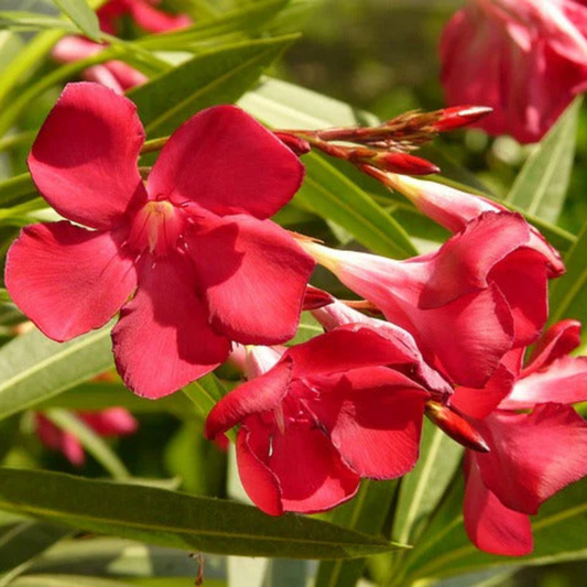 Arali Red Single Petal (Nerium oleander) All Time Flowering Live Plant