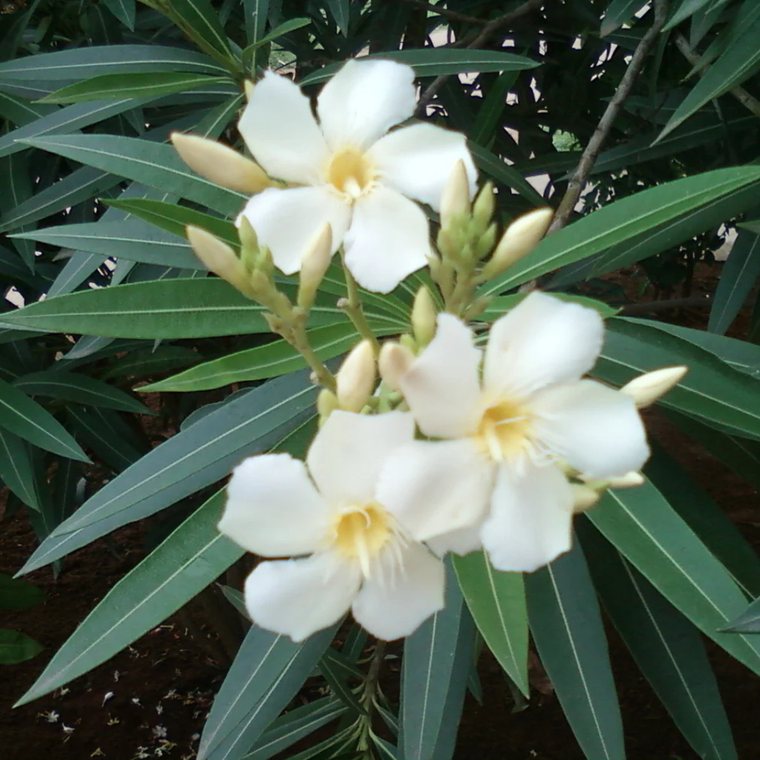 Arali White Single Petal (Nerium oleander) All Time Flowering Live Plant