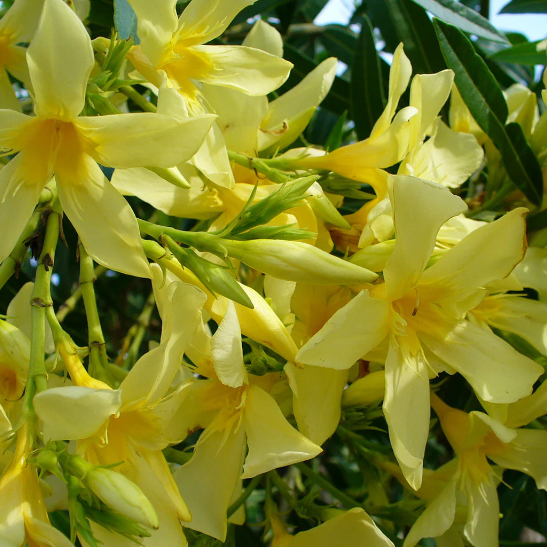 Arali Yellow Single Petal (Nerium oleander) All Time Flowering Live Plant