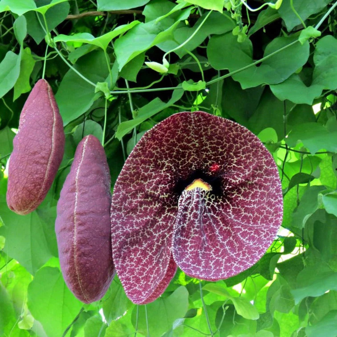 Aristolochia Gigantea (Pelican Flower) Flowering Plant