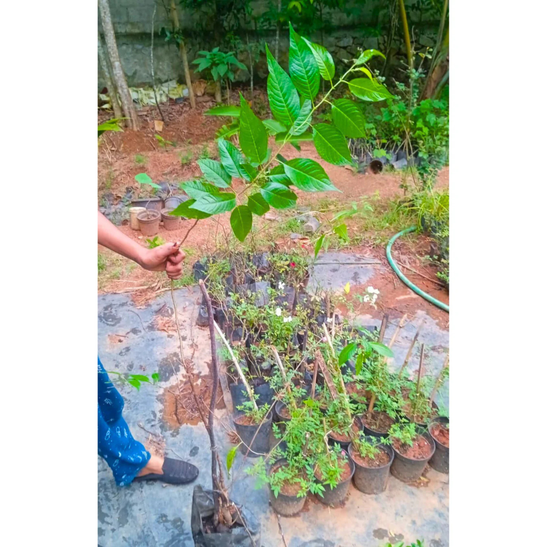 Australian Cherry Rare Live Plant (Syzygium paniculatum)