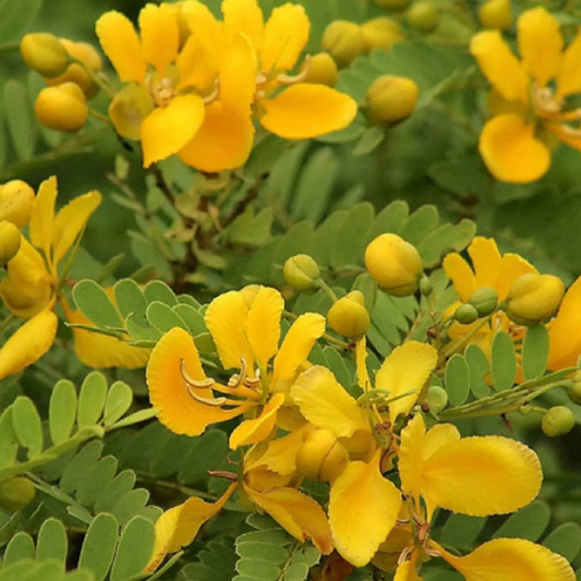 Avaram (Senna auriculata) All Time Flowering Live Plant