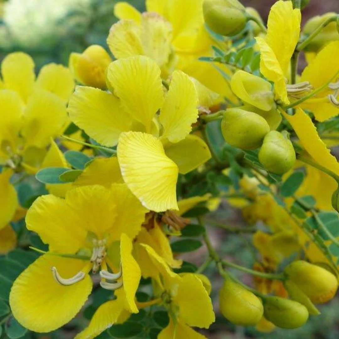 Avaram (Senna auriculata) All Time Flowering Live Plant