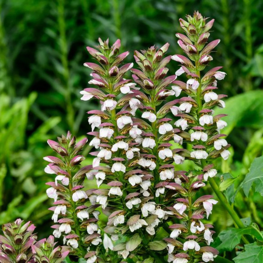 Bear’s Breeches (Acanthus mollis) Rare Flowering Live Plant