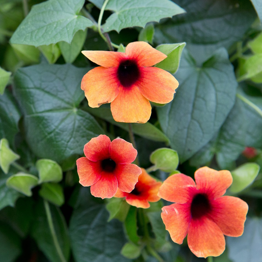 Black Eyed Susan Red Rare Flowering Live Plant