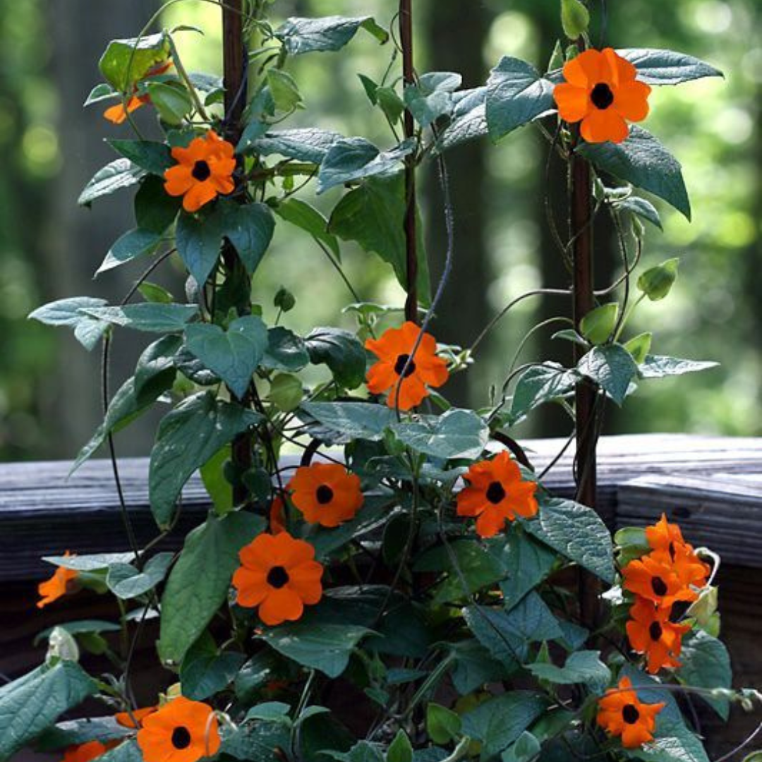 Black Eyed Susan Red Rare Flowering Live Plant