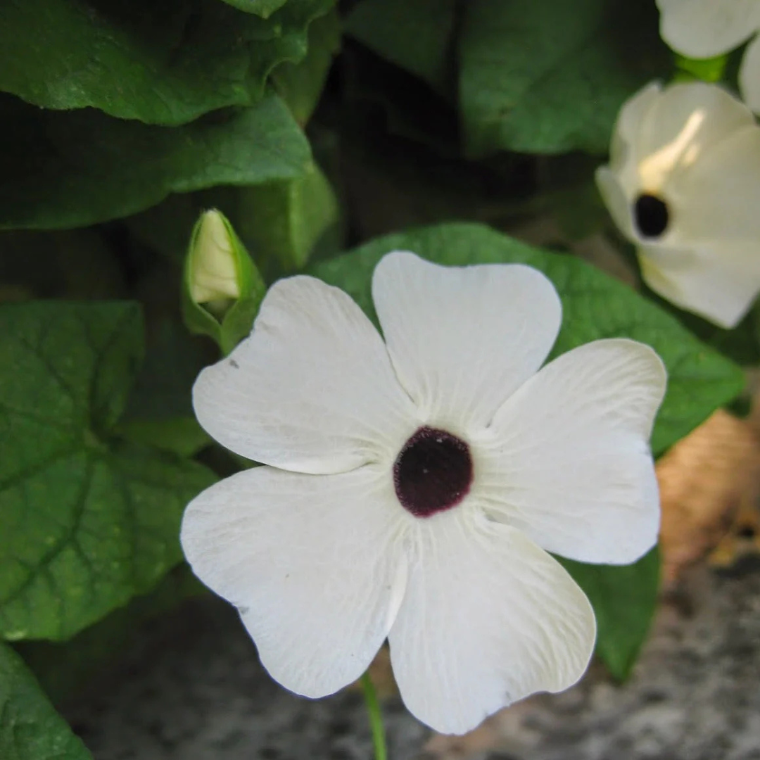 Black Eyed Susan White (Thunbergia alata) Rare Flowering Live Plant