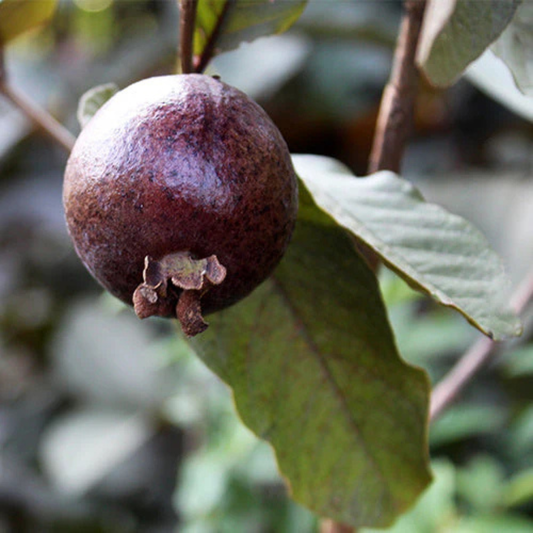 Black Guava Live Plant (Psidium Guajava)