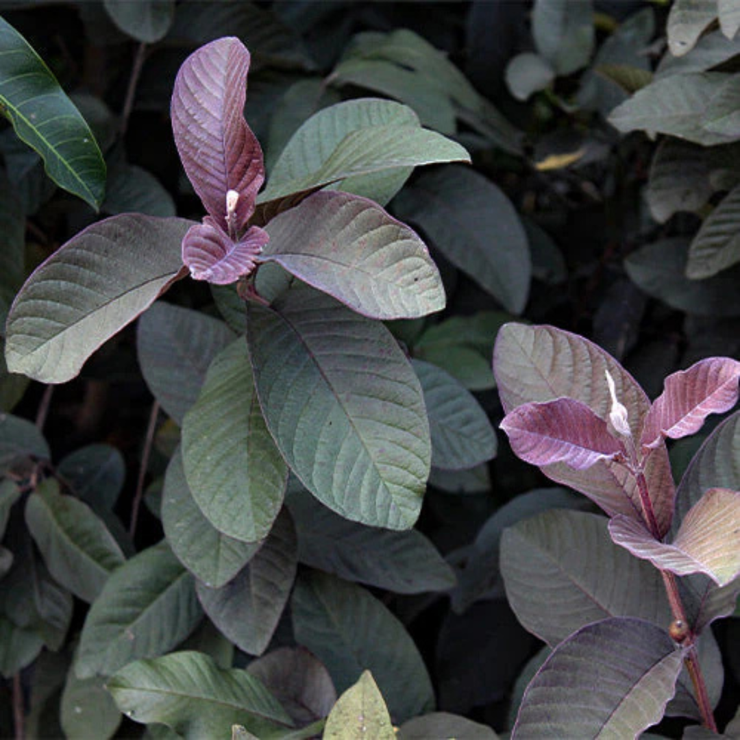 Black Guava Live Plant (Psidium Guajava)