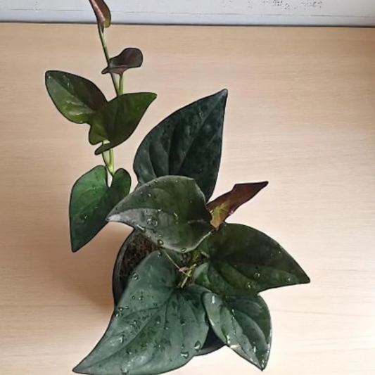 Black Pothos (Syngonium Erythrophyllum) Indoor Live Plant