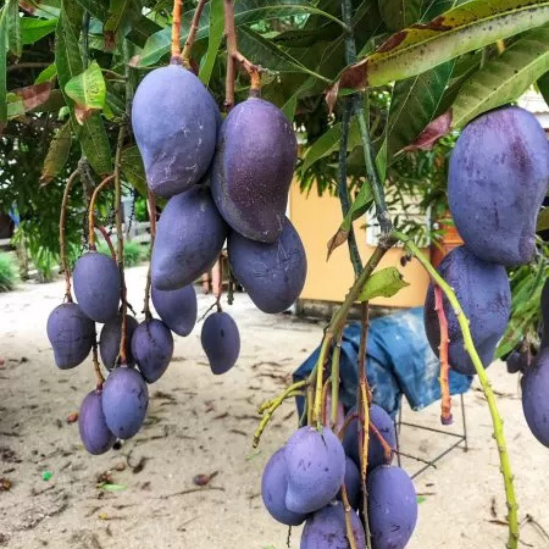 Black Stone Mango Grafted Live Plant