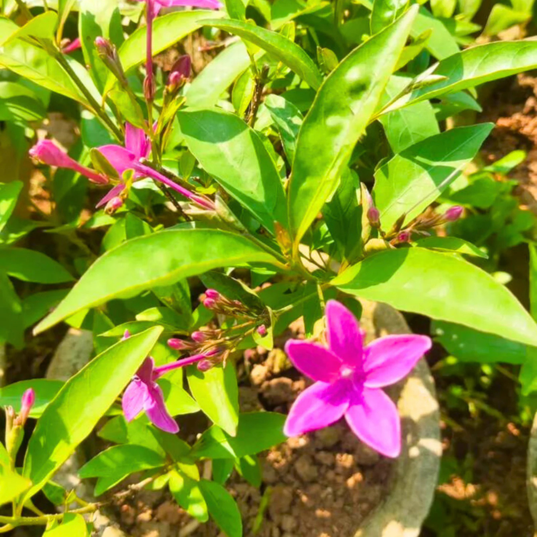 Blue Jasmine Flowering Live Plant