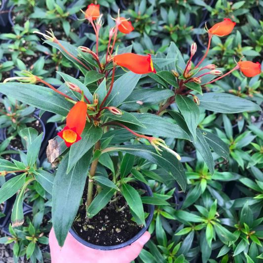 Bolivian Sunset (Seemannia sylvatica) Rare Flowering Live Plant