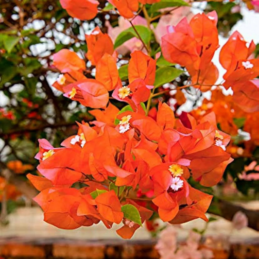 Bougainvillea Orange (Paper Flower) Flowering Live Plant
