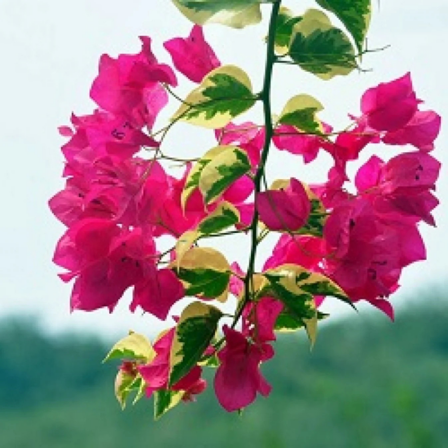 Bougainvillea Pink (Paper Flower) Variegated Leaves Flowering Live Plant