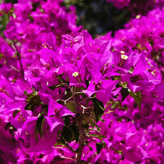 Bougainvillea Purple (Paper Flower) Flowering Live Plant