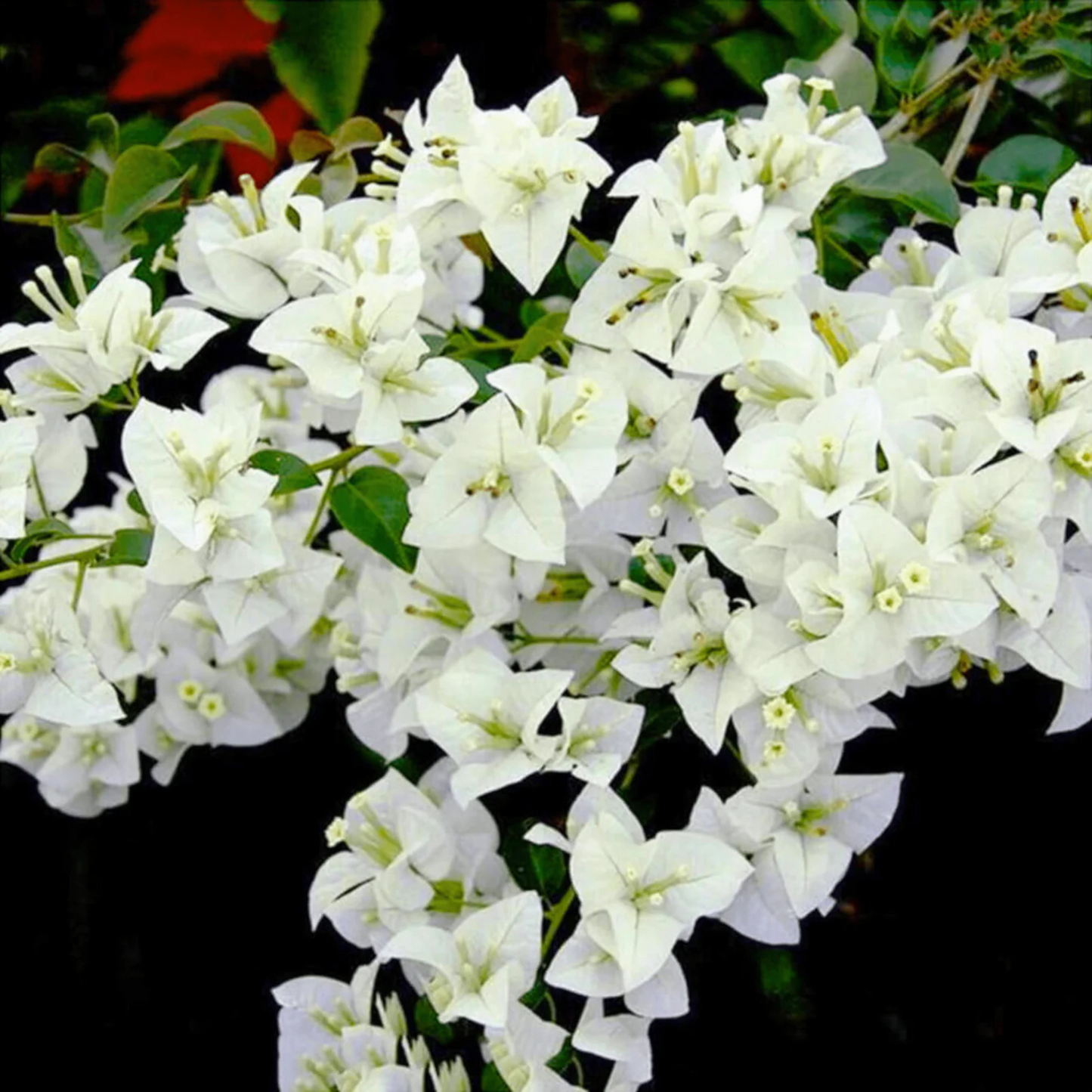 Bougainvillea White (Paper Flower) Flowering Live Plant