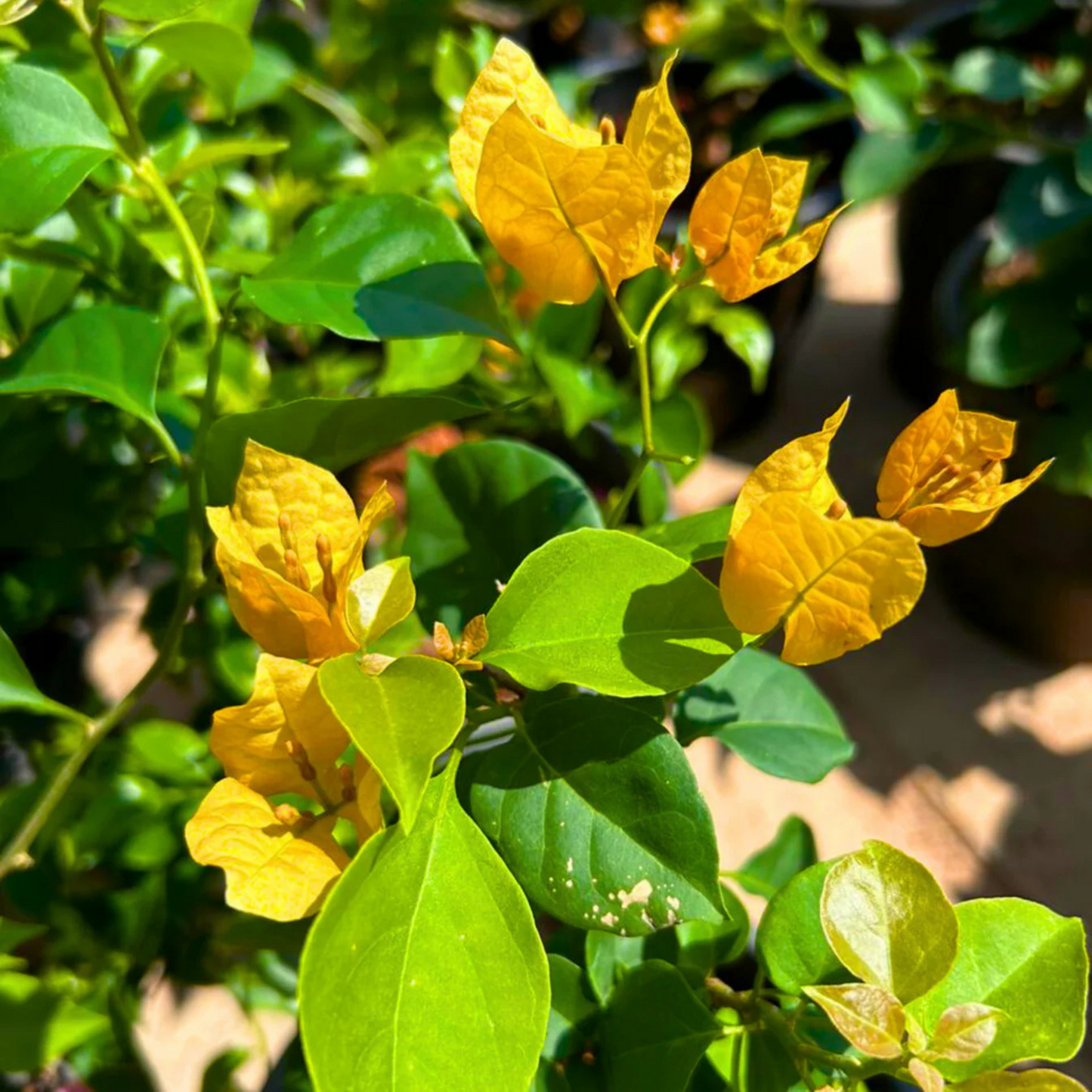 Bougainvillea Yellow (Paper Flower) Flowering Live Plant