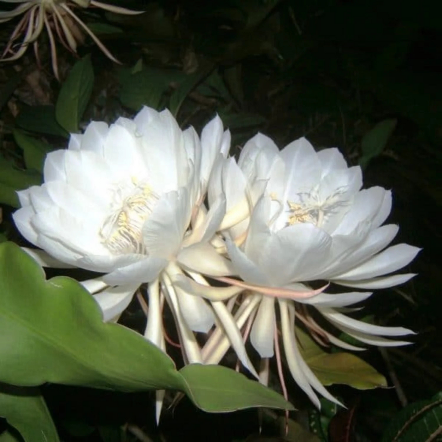 Brahma Kamal - White (Epiphyllum oxypetalum) Flowering Live Plant