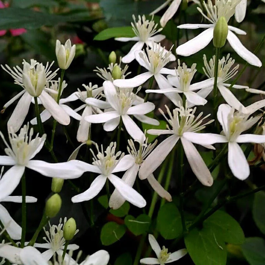 Bridal Bouquet Flower White Live Plant