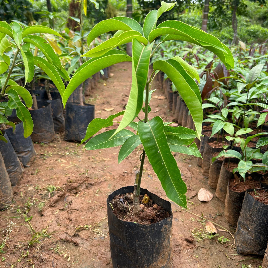 Brunei King Mango Grafted Live Plant