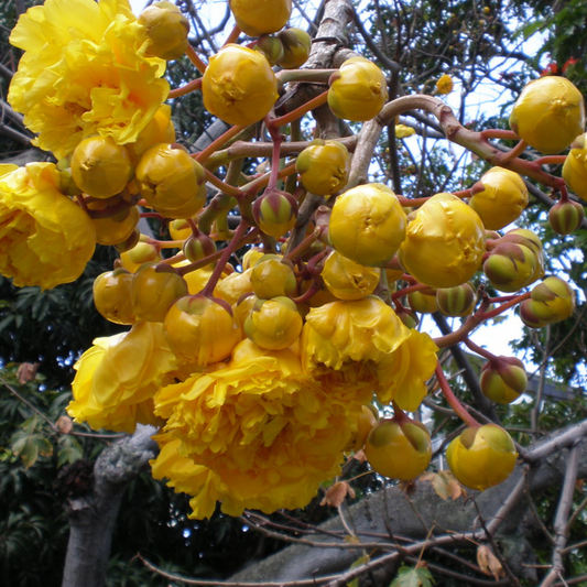 Buttercup Tree (Cochlospermum) Live Plant