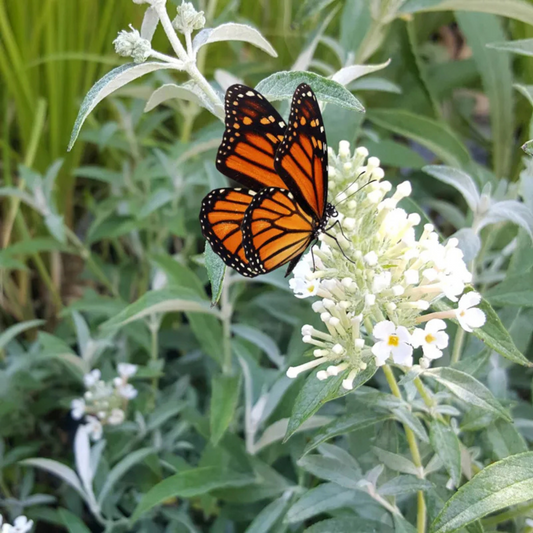 Butterfly Bush White Flowering Live Plant