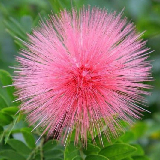 Calliandra Dixie Pink (Calliandra Emarginata) All Time Flowering Live Plant