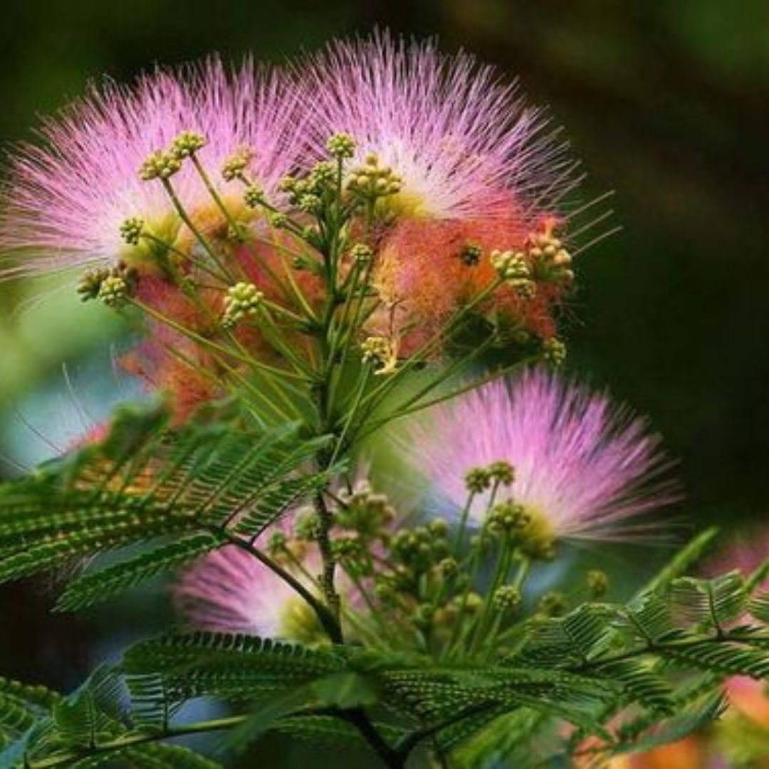 Calliandra Pink & White (Calliandra Surinamensis) All Time Flowering Live Plant