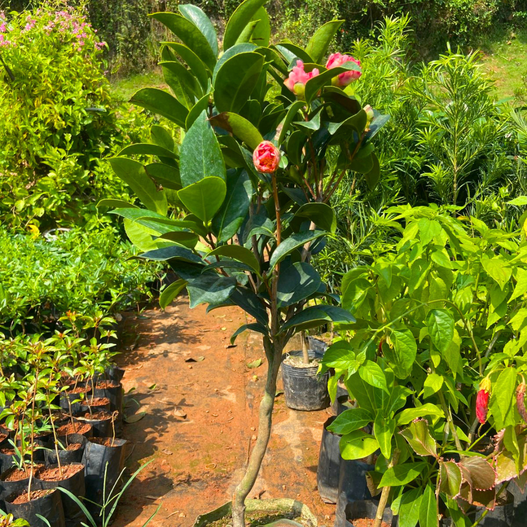 Camellia Pink (Tree Rose) Grafted Rare All Season Flowering Live Plant with Buds