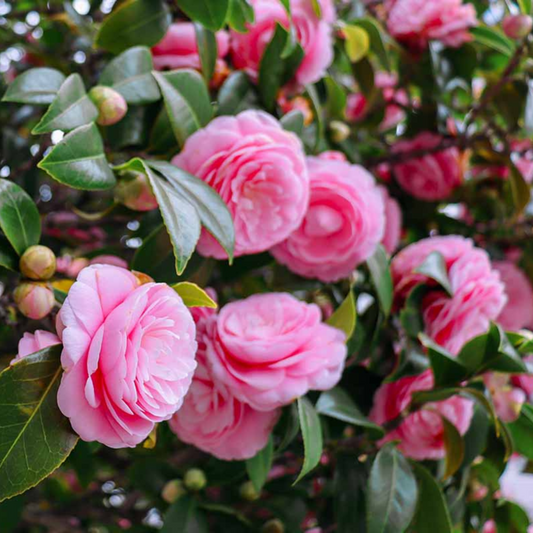 Camellia Pink (Tree Rose) Rare All Time Flowering Live Plant