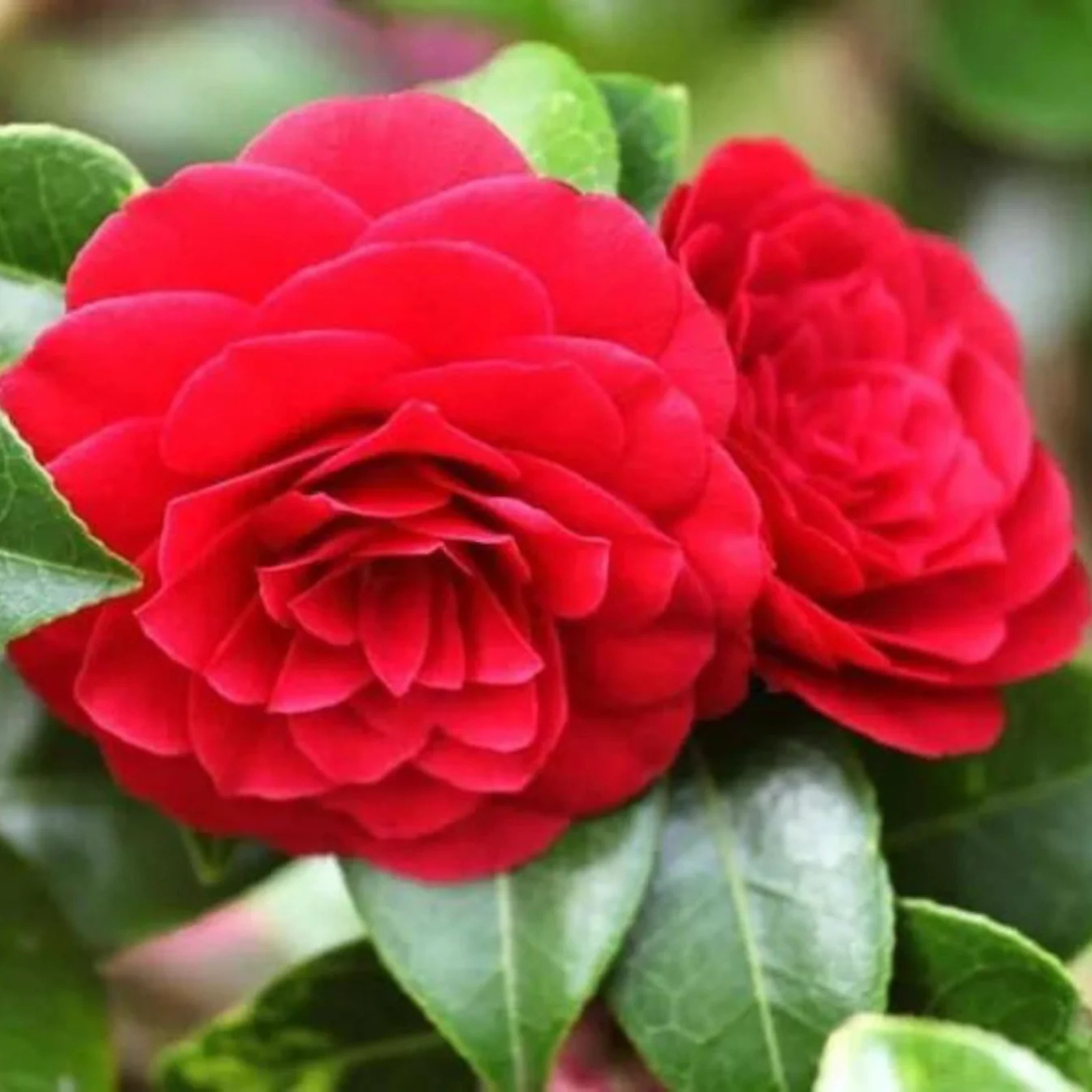 Camellia Red (Camellia Japonica) Grafted Rare Flowering Live Plant with Buds