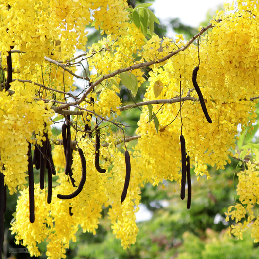 Canadian Konna, Golden Shower Tree, Amaltas Live Plant