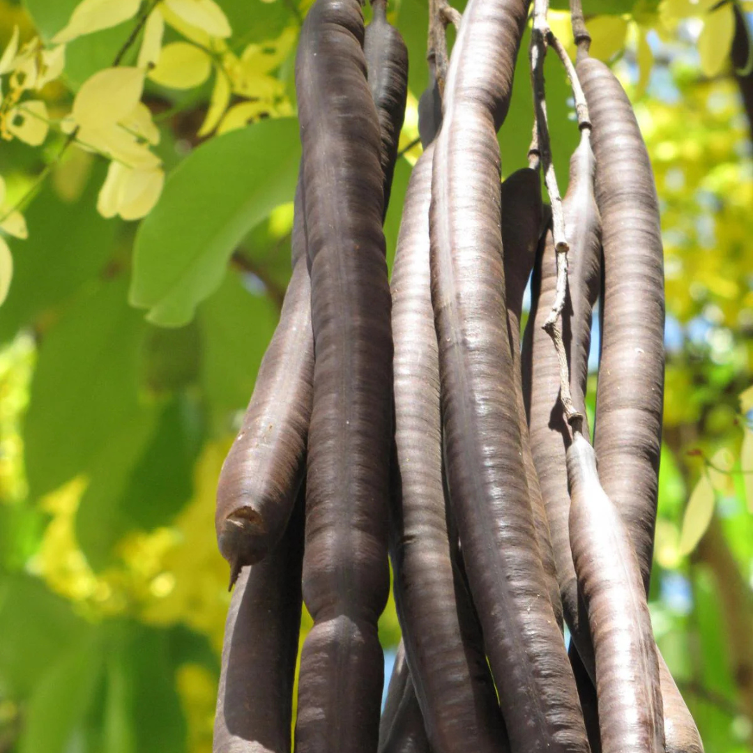 Canadian Konna, Golden Shower Tree, Amaltas Live Plant