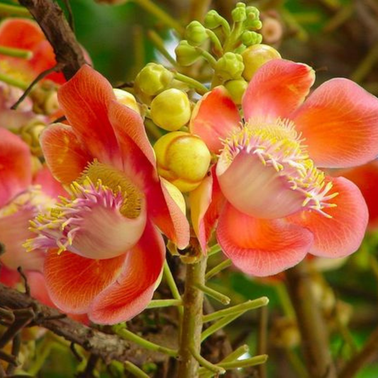 Cannonball / KailashPati (Naga lingam) Tree Layered Live Plant