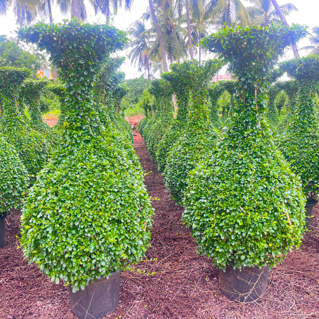 Carmona microphylla (Fukien Tea Tree) Ornamental Live Plant