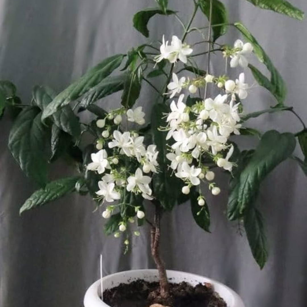 Chains of Glory White Rare Flowering Live Plant