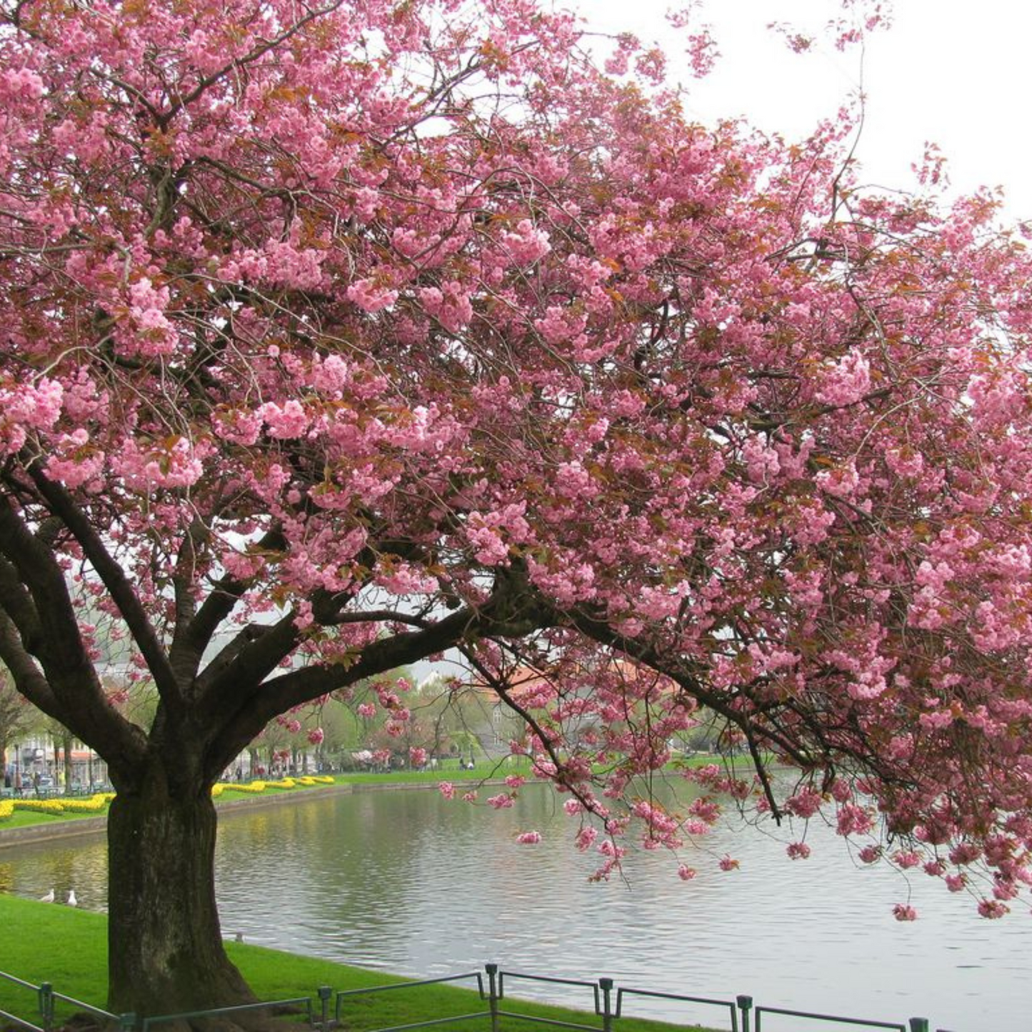 Cherry Blossom (Prunus serrulata) Rare Live Plant