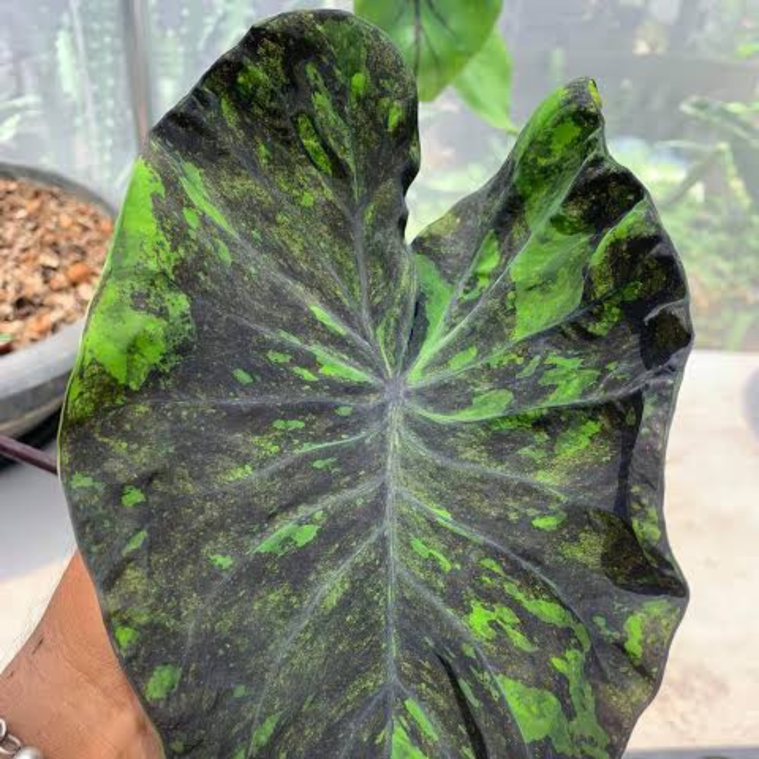 Colocasia Black Marble Rare Live Plant